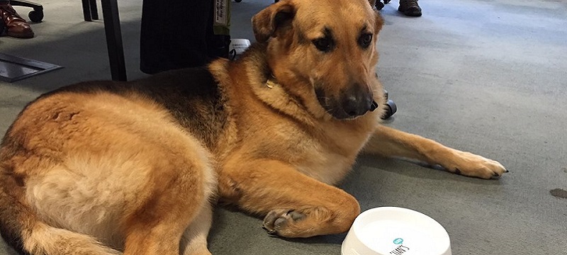 Photo of an assistance dog with Euan's Guide bowl.