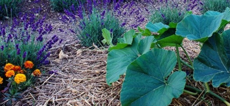 Photo of colourful plants.