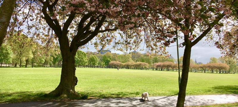 Photo of the Meadows.