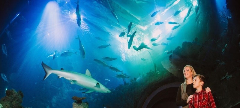 Photo of an aquarium at The Deep.