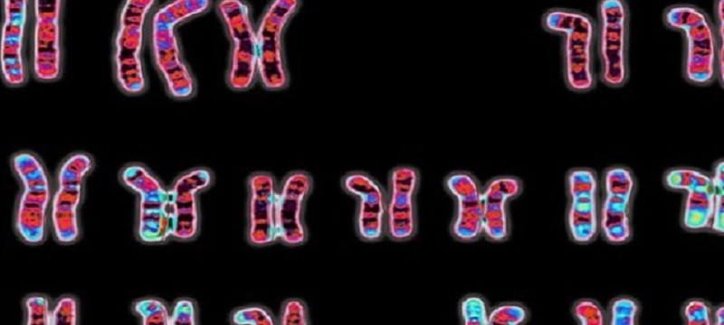 Photo of Wellcome Collection event poster showing chromosomes.