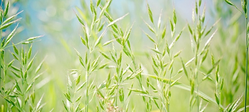 Picture of a licorice plant.