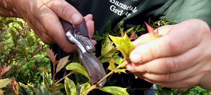 Image of someone pruning a bush