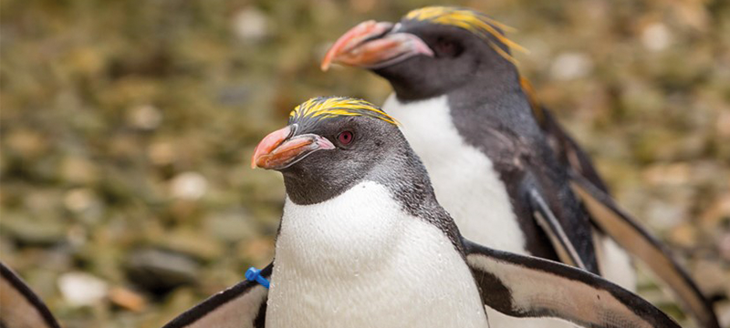 Penguins on Folly Farm.