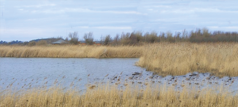 Image of a lake and field in the Conwy Nature Reserve.