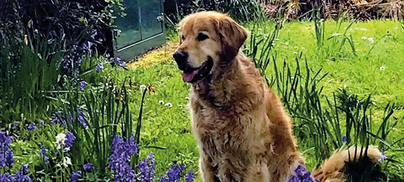 Image of Zoe's dog, Remus, sitting in the grass.