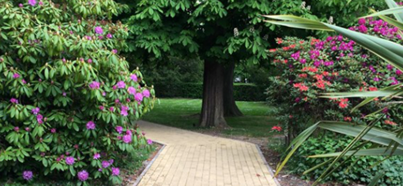 Image of a path surrounded by plants, trees and grass