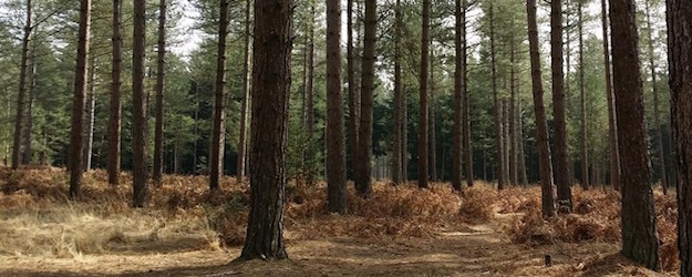 Photo of a forest.