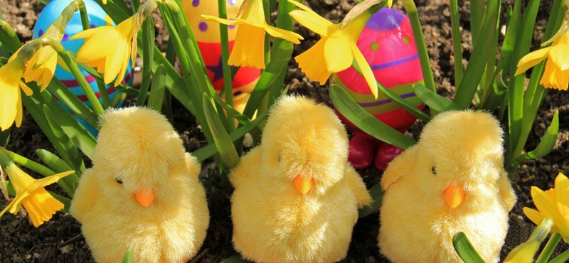 A photo of three toy chicks.