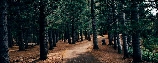 Photo of a path through Sherwood Forest.