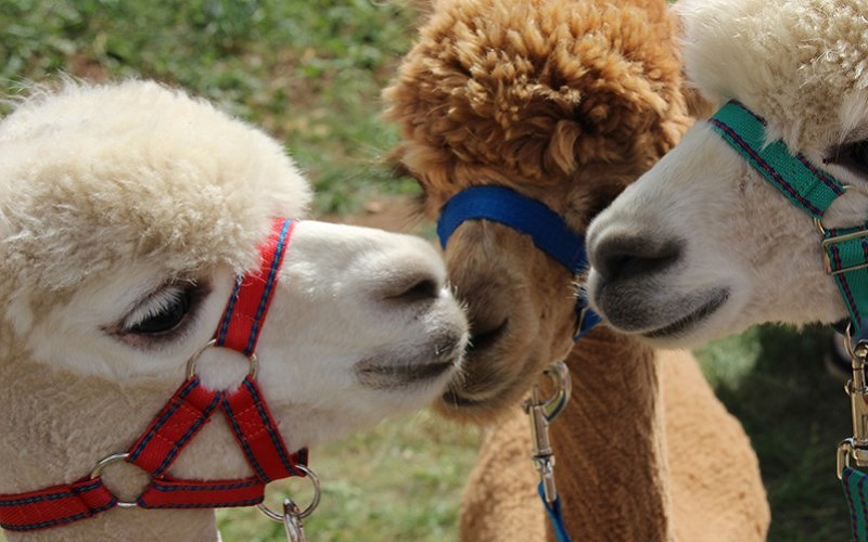 Photo of alpacas at Fairytale Farm.