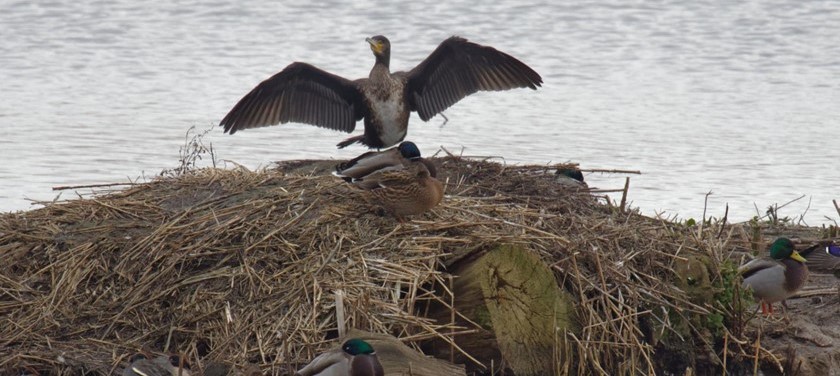 Photo of a bird at Potteric Carr wildlife centre.