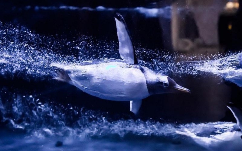 Penguin swimming