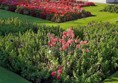 Image of a greenhouse