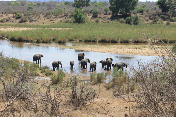 Elephants