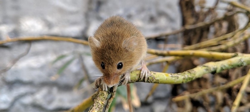 Lakeland Wildlife Oasis