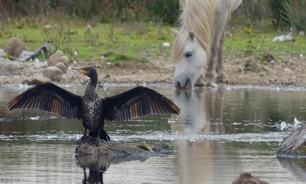 WWT Llanelli Wetlands