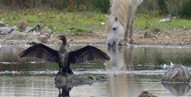 WWT Llanelli Wetlands