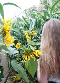 Wistow Maze