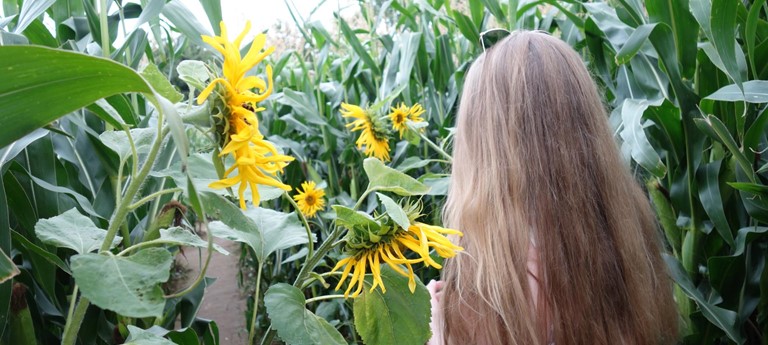 Wistow Maze