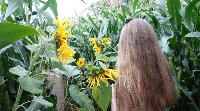 Wistow Maze