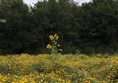 Had sunflowers which were popular with bees.