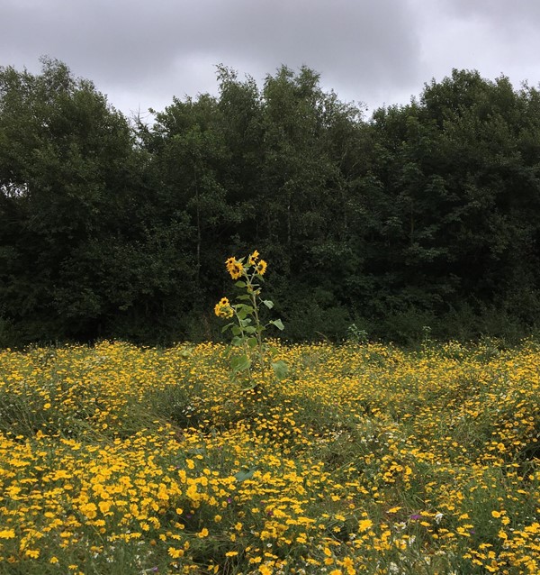 Had sunflowers which were popular with bees.