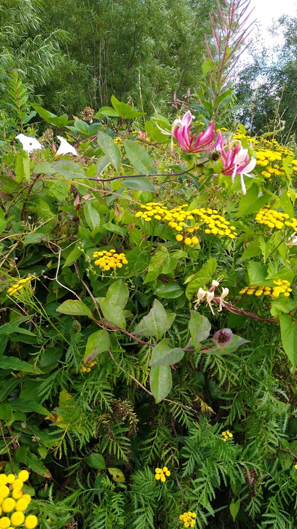 A bank of glorious wildflowers to the side of the house in August