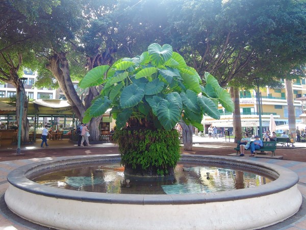 Garden area at the centre of the square