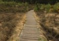 Picture of Thursley National Nature Reserve