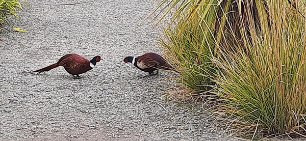 Picture of Logan Botanic Gardens