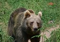 Picture of Alternative Wolf and Bear Park Black Forest, Freudenstadt