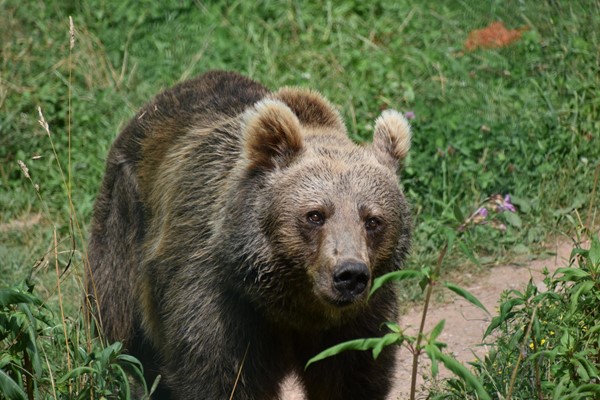 Picture of Alternative Wolf and Bear Park Black Forest, Freudenstadt