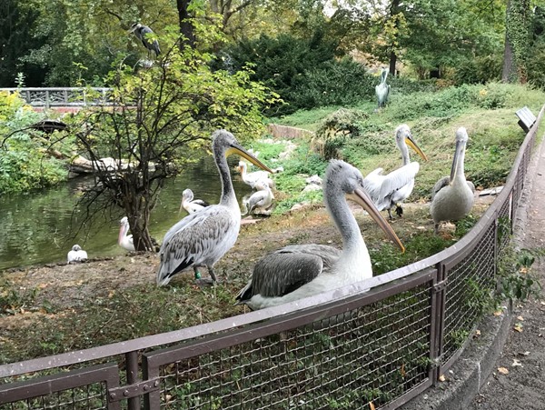 Pelicans.