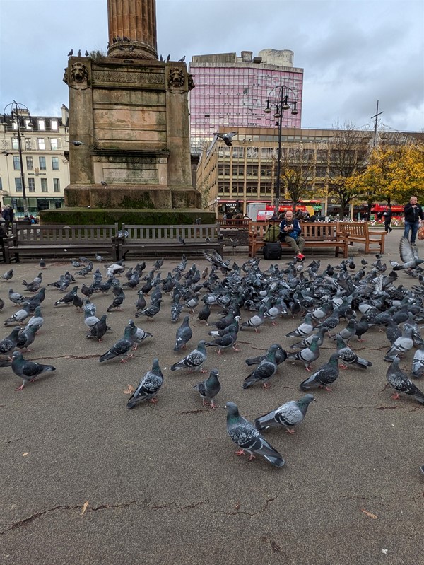 Image of pigeons in George Square