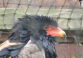 Picture of Lakeland Bird Of Prey Centre