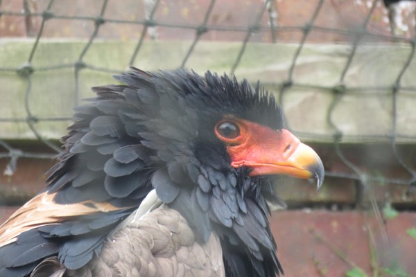 Picture of Lakeland Bird Of Prey Centre