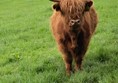 Image of a Highland Cow with large horns in a field of grass