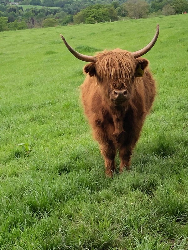 Image of a Highland Cow with large horns in a field of grass