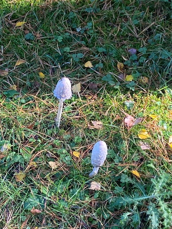 Toadstools