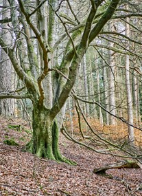 Tay Forest Park - Faskally