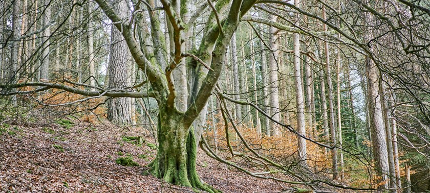 Tay Forest Park - Faskally