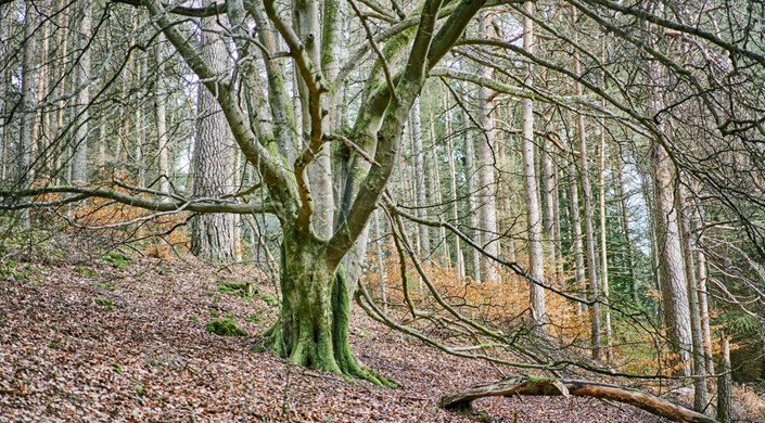 Tay Forest Park - Faskally