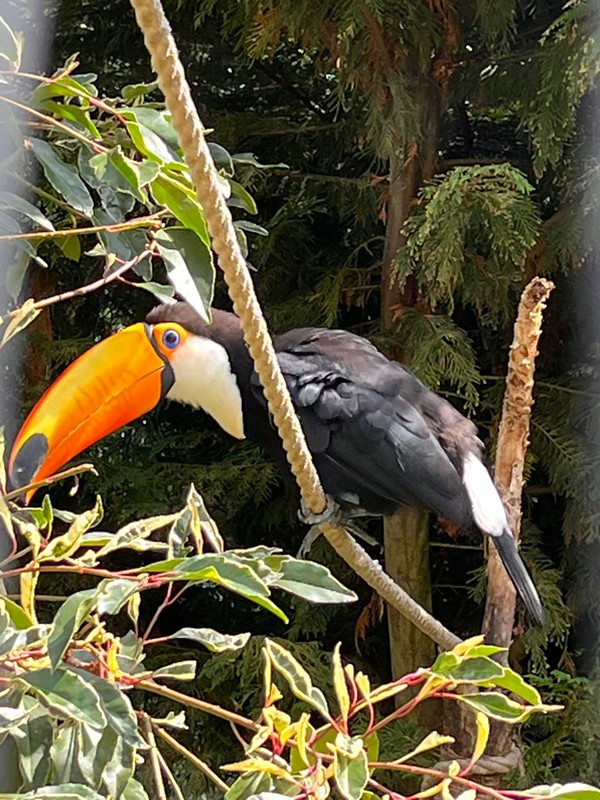 Toucan