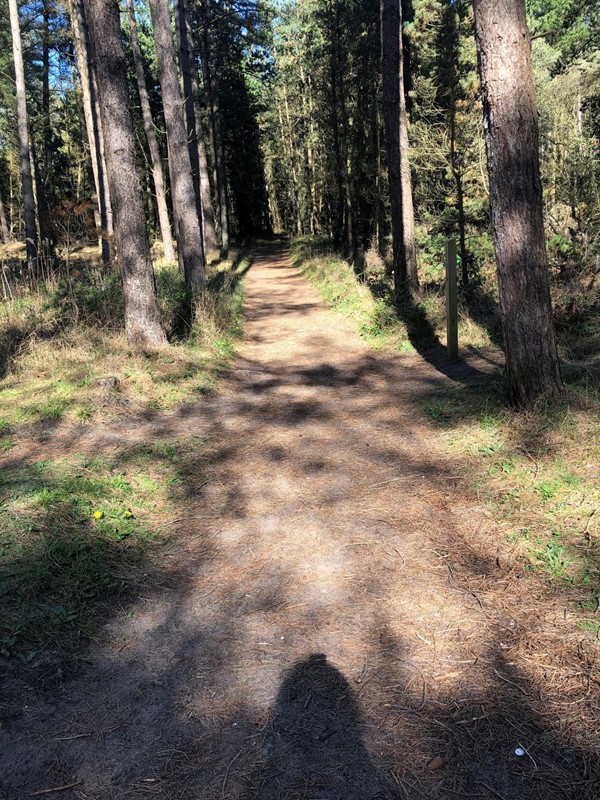 Wooded forest path