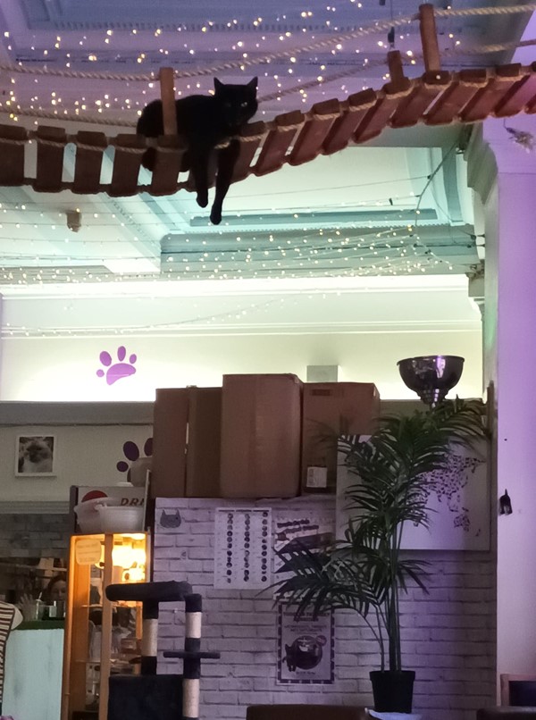 Purrple cat cafe