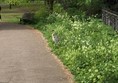 A heron waiting for its lunch!