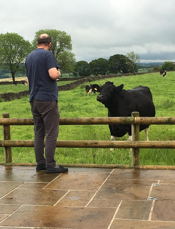 Very friendly cow in neighbouring field