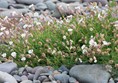 All kinds of interesting flowers growing on the beach