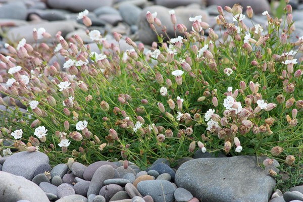 All kinds of interesting flowers growing on the beach